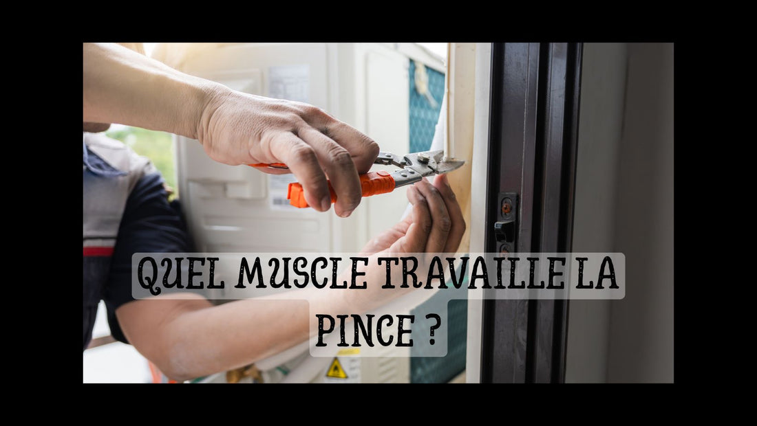 Quel muscle travaille la pince blog